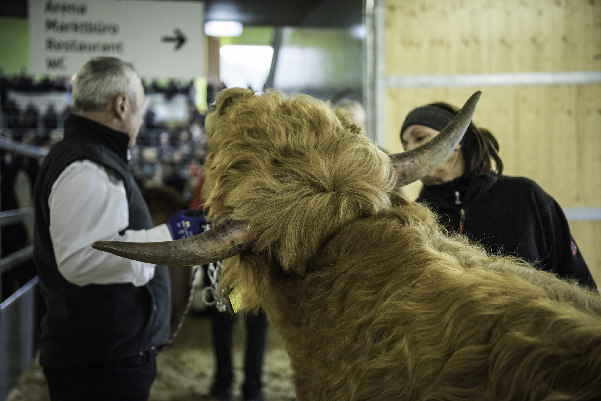 Read more about the article Fleischrindertag Traboch 2018 – Rückblick