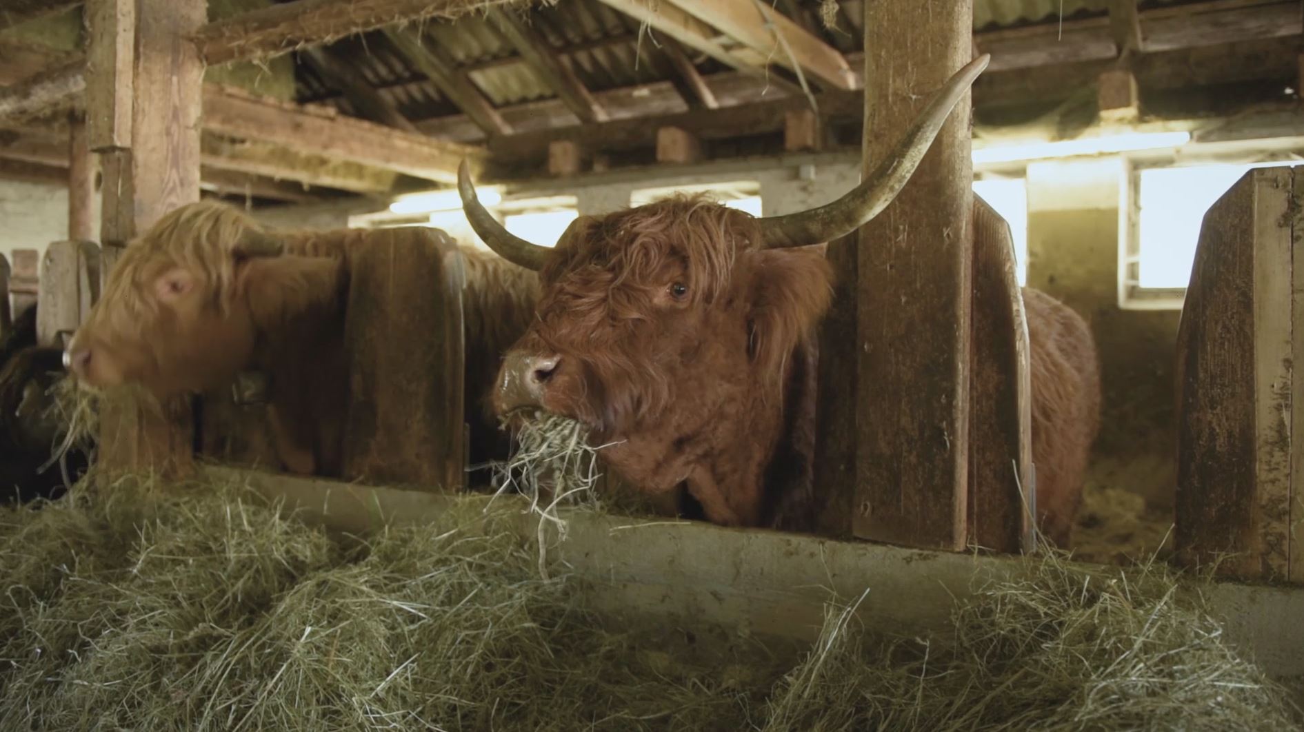 Read more about the article Video – Hochlandrinder in Österreich Familie Blamauer, Göstling an der Ybbs